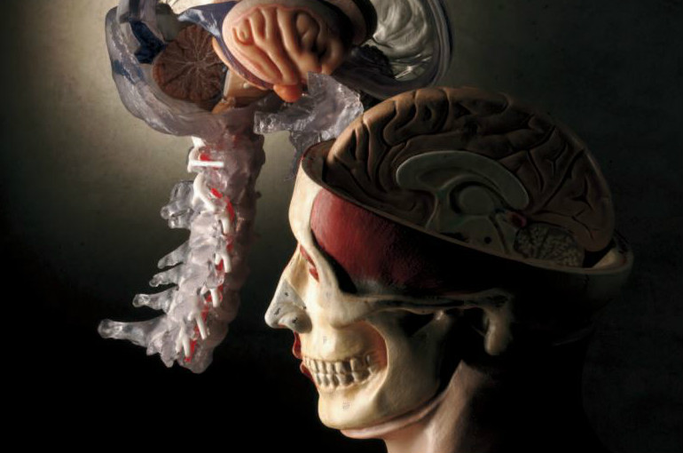 Semana mundial del cerebro 2017