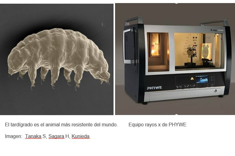 El oso de agua, el animal más resistente, tiene un escudo contra los rayos X